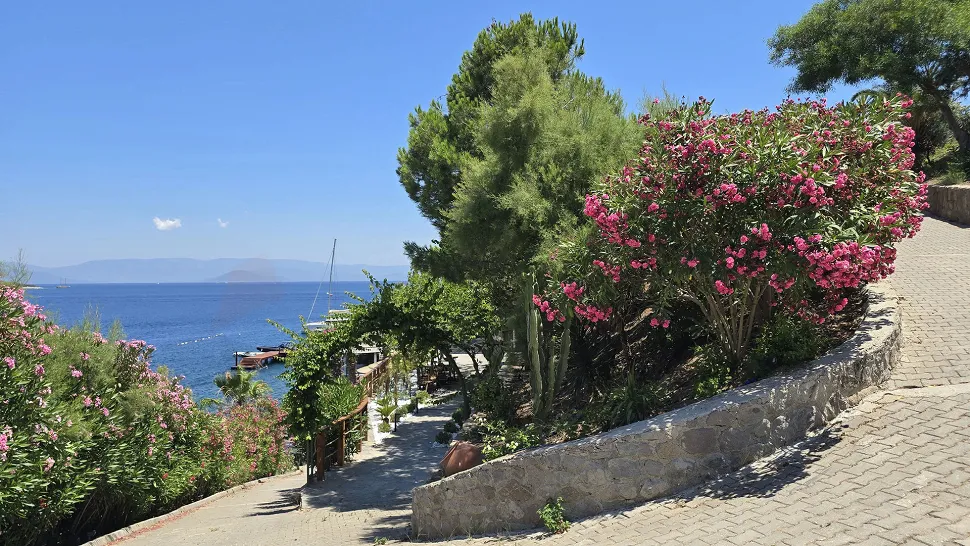 Spacious and well-maintained green garden area of a detached house in Bodrum, Muğla.